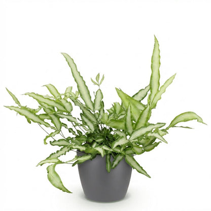 Green boutiQ - Zimmerpflanze - Pteris cretica Albolineata - Schwertfarn - Haustierfreundliche Pflanze - Grün - 1 Pflanze - mit Potter Grau - Topf 12cm - Höhe 20cm 