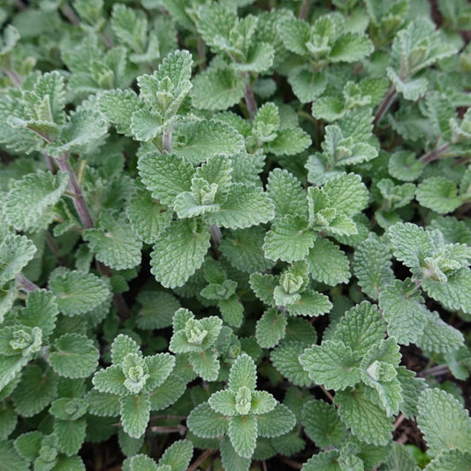 Nepeta faassenii Katzenminze Winterharte Staude Ø9cm 6 Stück