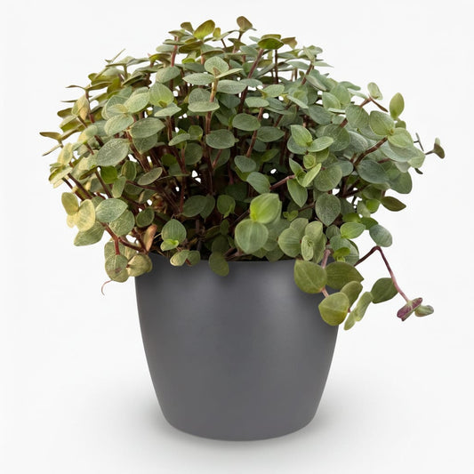Green boutiQ - Zimmerpflanze - Calissia repens - Katzengras - Haustierfreundlich - Grün - 1 Pflanze - mit Potter Grau - Topf 12cm - Höhe 17-20cm 