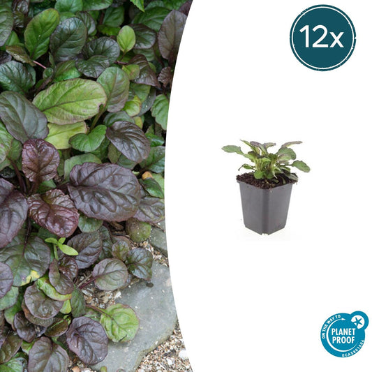 Großblättriger Günsel – Ajuga reptans 'Catlin's Giant' – 12 Pflanzen – Bodendecker mit großen Blättern & blauen Blüten – Winterhart & pflegeleicht – Höhe 10-25cm 
