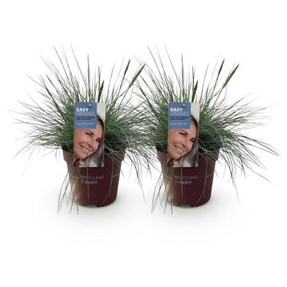 Blauschwingel Festuca glauca Intense Blue – 2 Pflanzen Ø17cm – Immergrün – Pflegeleicht – Blaugrüne Ziergras-Höhe ca. 50cm 