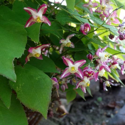 Elfenblume Epimedium rubrum Winterharte Schattenstaude mit rotrosa Blüten Ø9cm 6 Stück
