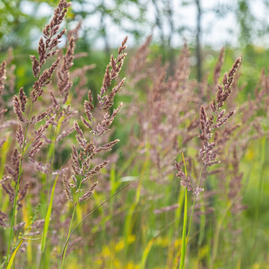 Calamagrostis brachytricha Ø9cm 6 Stück