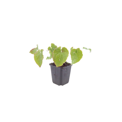 Elfenblume Epimedium perralchicum Frohnleiten Wintergrüne Staude für Schatten & Halbschatten Ø9cm 6 Stück
