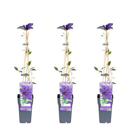 Waldrebe – Clematis 'The President' – 3 Pflanzen– Ø15cm – ↨65cm – Kletterpflanze mit violetten Blüten für Garten & Pergola 