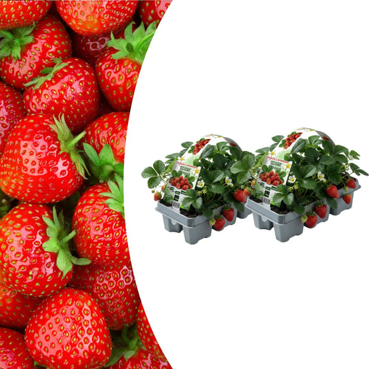 Erdbeeren, 6er-Pack (Fragaria), 100 % biologisch 