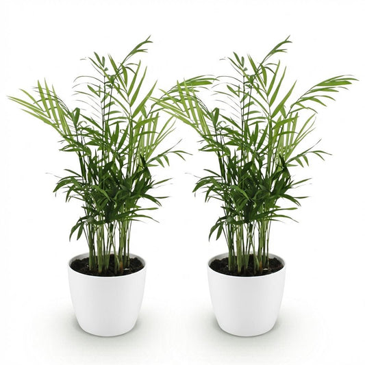 Green boutiQ - Zimmerpflanze - Chamaedorea elegans - Goldpalme - Haustierfreundliche Pflanze - Grün - 2 Pflanzen - mit Potter Weiß - Topf 12cm - Höhe 15cm 