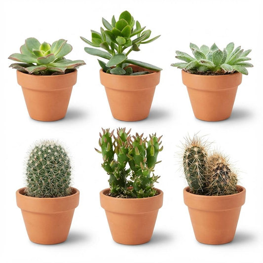 Mini Kakteen & Sukkulenten Mix – 6 Pflanzen – Ø8,1cm Terrakottatöpfe – Höhe 5–10cm – Pflegeleichte Zimmerpflanzen – Ideal als Deko & Geschenk 