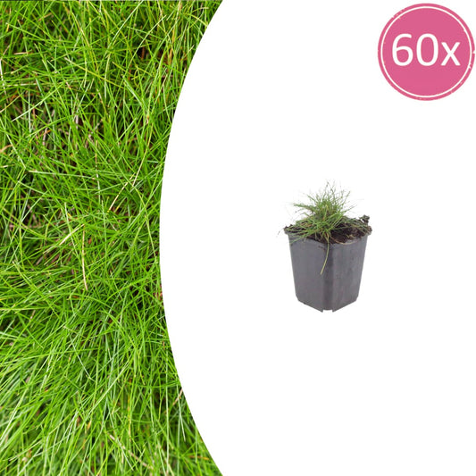 Festuca gautieri Zierschwingel Ø9cm 60 Stück