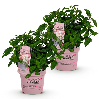 Green boutiQ - Gartenpflanze - Hydrangea panniculata Groundbreaker Blush - Pluimhortensia - Winterhart - Rosa - 2 Pflanzen - Topf 14cm - Höhe 20-25cm 