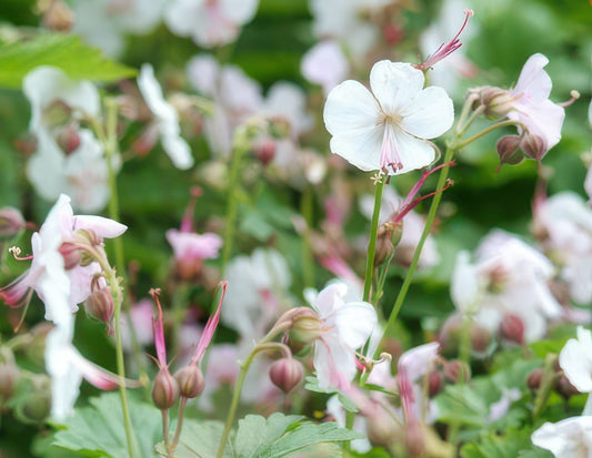 Cambridge Storchschnabel – Geranium cantabrigiense 'Biokovo' – ↕10-25 cm – Ø9 cm – 6 Pflanzen – Weiß-rosa Blüten – Bodendecker – Pflegeleicht – Sonne & Halbschatten 