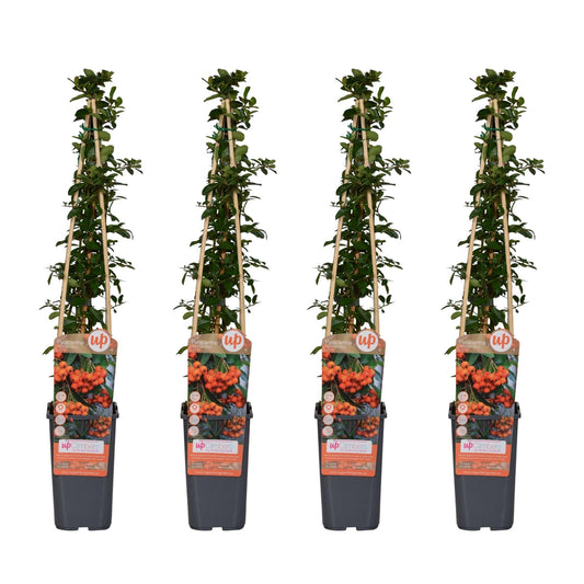 Feuerdorn Orange Glow – Pyracantha – Ø15 cm – 65 cm hoch – 4 Pflanzen – Frosthart – Beerenpflanze – Hecke & Gartenakzent 