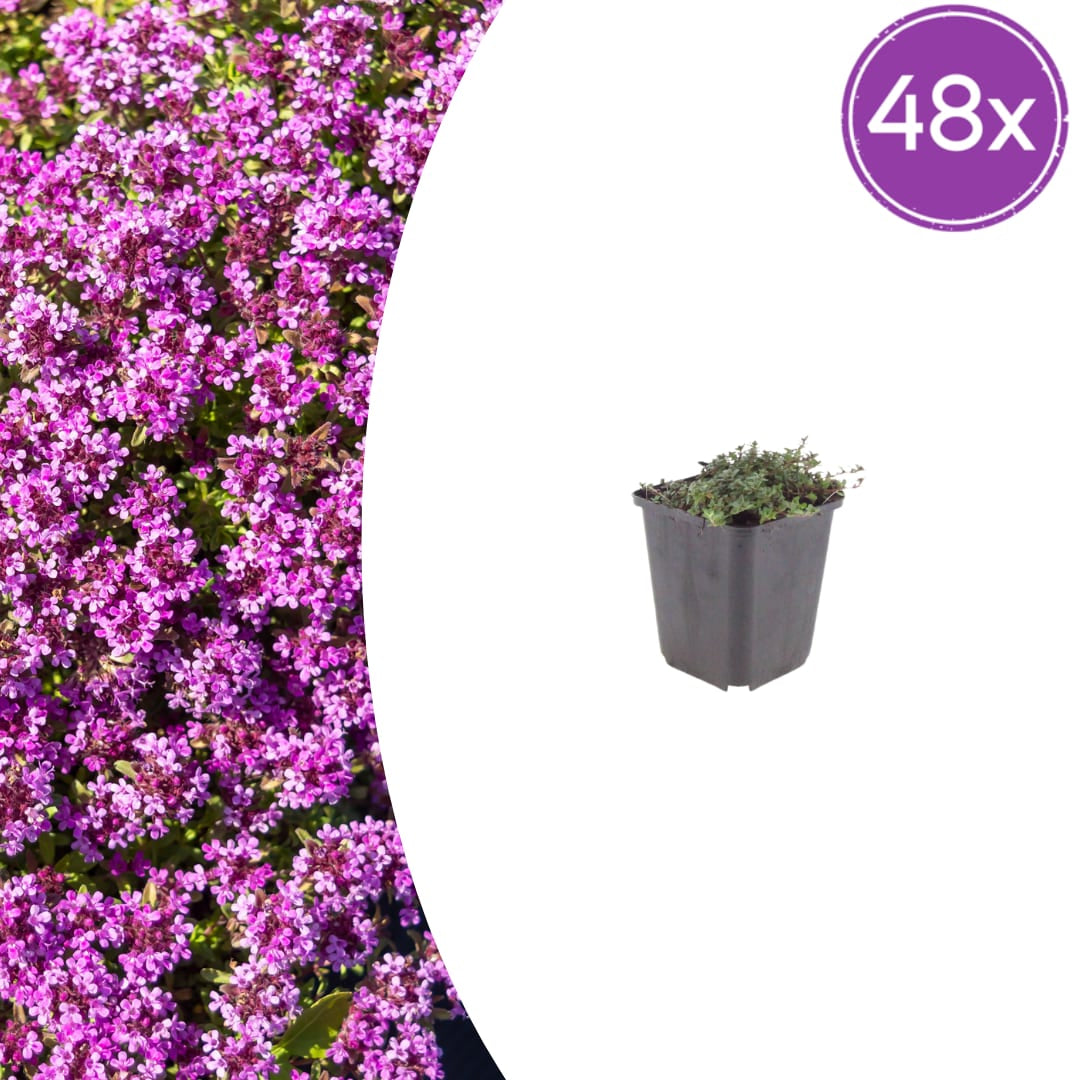 Thymus praecox Coccineus Bodendecker – 48 Pflanzen – Ø9cm – Höhe 10-25cm – Winterharter Polsterthymian – Bienenfreundlich – Für Steingarten, Beet & Pflasterfugen - Oasis of Life
