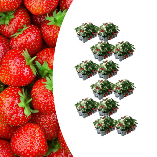 Erdbeeren, 6er-Pack (Fragaria), 100 % biologisch 