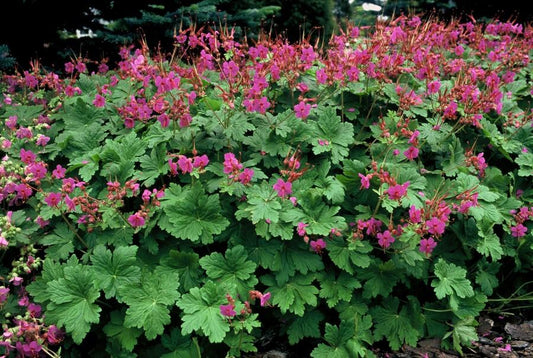 Storchschnabel Geranium macrorrhizum 'Czakor' – ↕10-25cm – Ø9cm – 6 Pflanzen – Tiefrosa Blüten – Aromatisches Laub – Robuster Bodendecker 