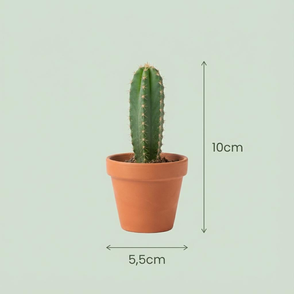 Mini Kakteen & Sukkulenten Mix – 6 Pflanzen – Ø8,1cm Terrakottatöpfe – Höhe 5–10cm – Pflegeleichte Zimmerpflanzen – Ideal als Deko & Geschenk 