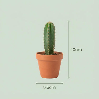 Mini Kakteen & Sukkulenten Mix – 6 Pflanzen – Ø8,1cm Terrakottatöpfe – Höhe 5–10cm – Pflegeleichte Zimmerpflanzen – Ideal als Deko & Geschenk 
