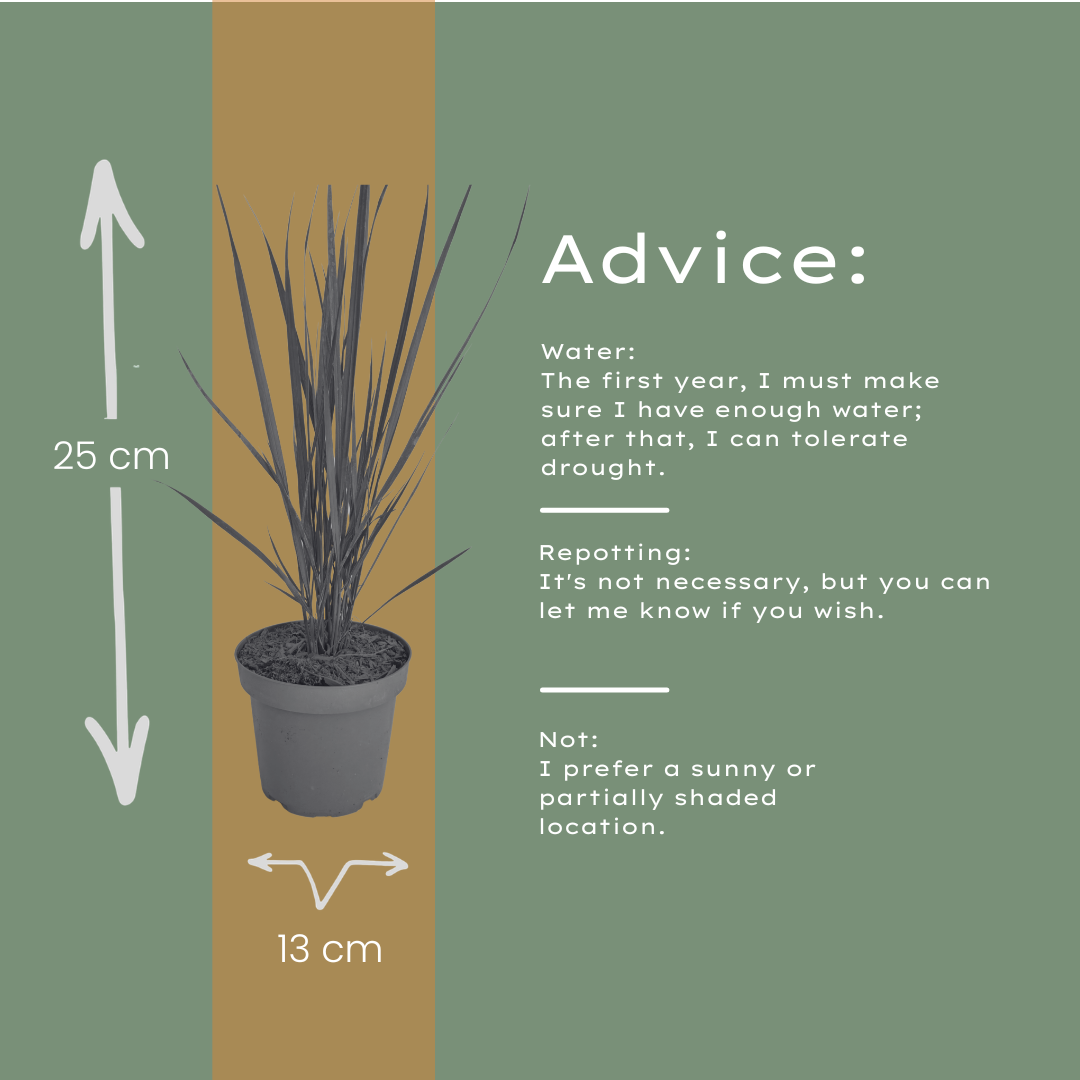 3x Rutenhirse Northwind Panicum virgatum Winterhartes aufrechtes Ziergras im 12cm Topf