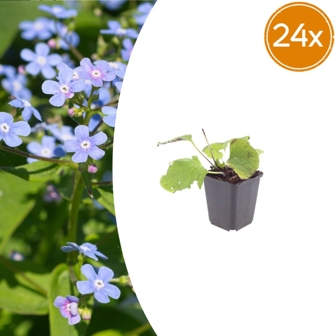 Kaukasisches Vergissmeinnicht Brunnera macrophylla – 24 Pflanzen – 10-25cm – Ø9cm – Winterharte Schattenstaude mit blauen Blüten – Bodendecker für Garten - Oasis of Life