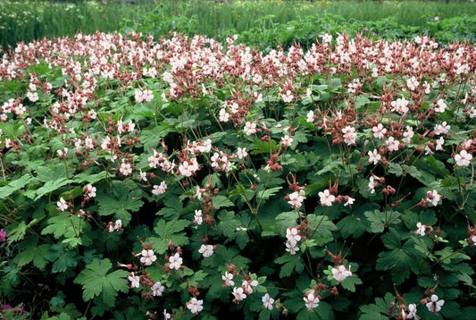 Felsen-Storchschnabel Geranium macrorrhizum 'Spessart' – Winterharter Bodendecker – 6 Pflanzen – Ø9 cm Töpfe – Höhe 10-25 cm – Weiße Blüten & grünes Laub – Ideal für Steingärten & Beete 