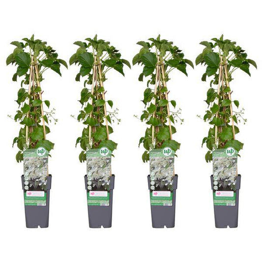 Kletter-Hortensie - Hortensie petiolaris - ↨65cm - Ø15cm - 4 Stück 