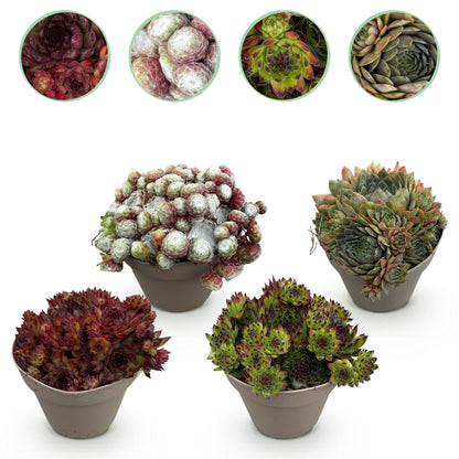 GreenboutiQ - Bodendecker - Winterhart - Sempervivum Big Sam - 4 Pflanzen - Verschiedene Farben - Wenig Pflege - Topf 14cm Höhe 17cm 