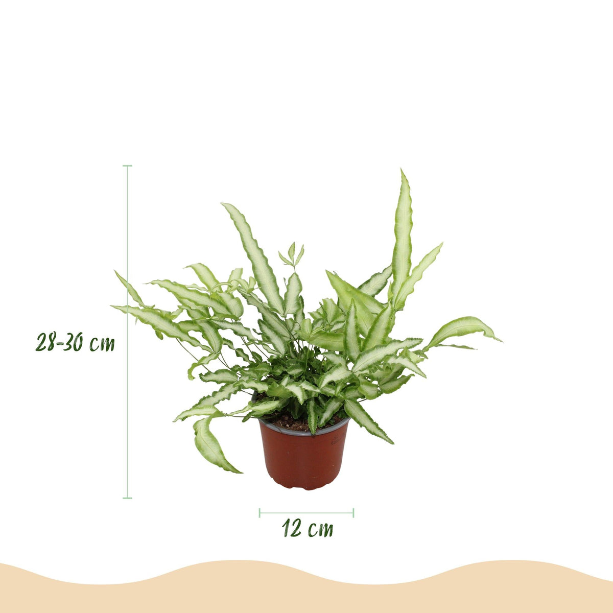 Green boutiQ - Zimmerpflanze - Pteris cretica Albolineata - Schwertfarn - Haustierfreundliche Pflanze - Grün - 1 Pflanze - mit Potter Grau - Topf 12cm - Höhe 20cm 