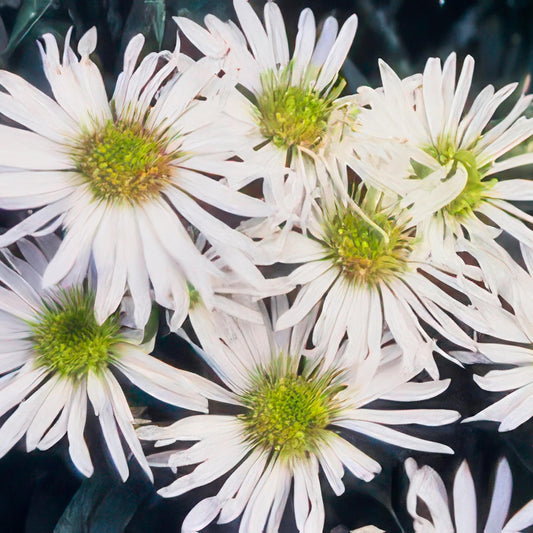 Wildaster Aster ageratoides 'Ashvi' – ↕10-25cm – Ø9cm – 6 Pflanzen – Weiße Herbstblüte – Pflegeleicht – Sonne 