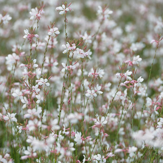 Gaura lindheimeri Prachtkerze – Ø9cm – Höhe 10-25cm – Weiße Rosa Blüten – Sommerblühende Staude – Für Beet, Präriegarten & Kübel