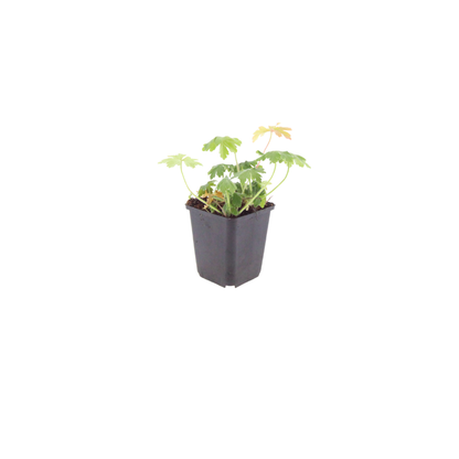 Geranium macrorrhizum Bevan's Variety Winterharte Bodendecker Staude Ø9cm 6 Stück