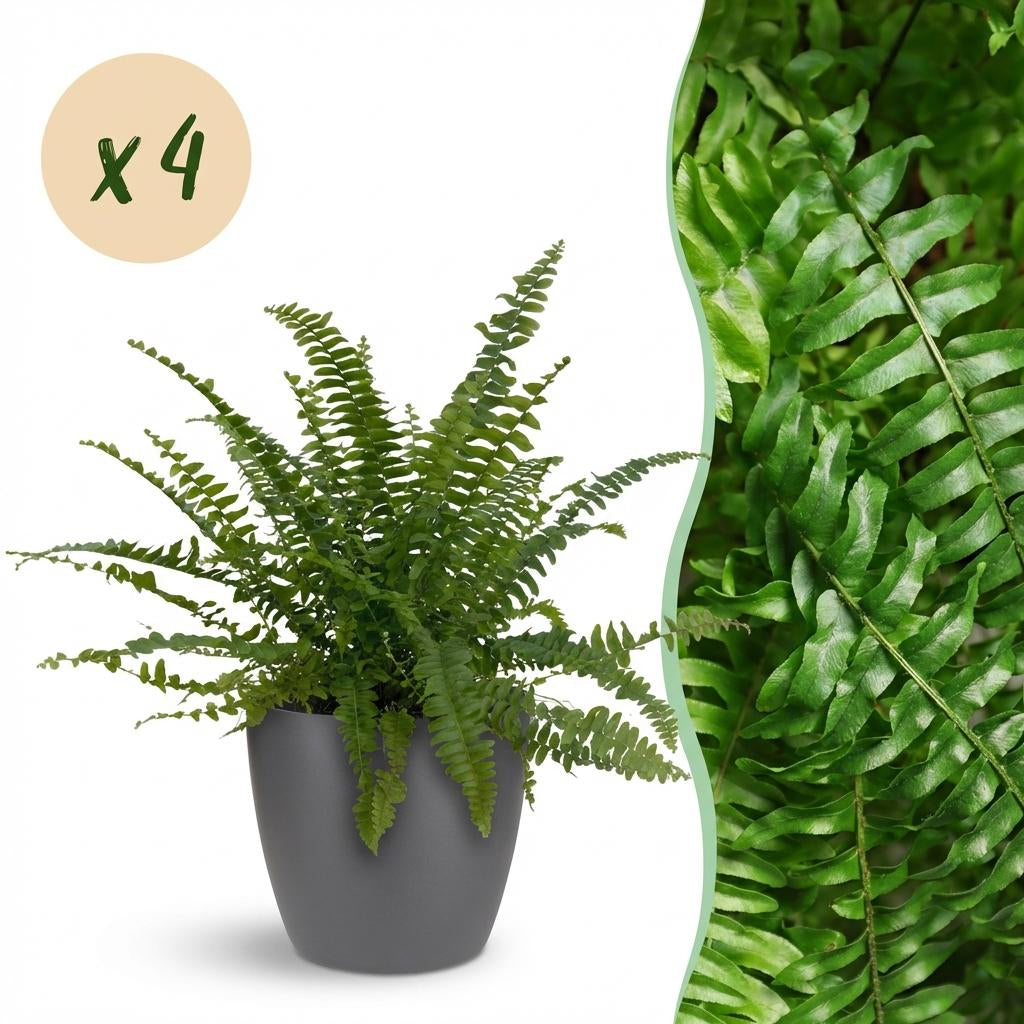 Green boutiQ - Zimmerpflanze - Nephrolepsis exaltata Green Lady - Farn - Haustierfreundliche Pflanze - Grün - 4 Pflanzen - mit Potter Grau - Topf 12cm - Höhe 25cm 