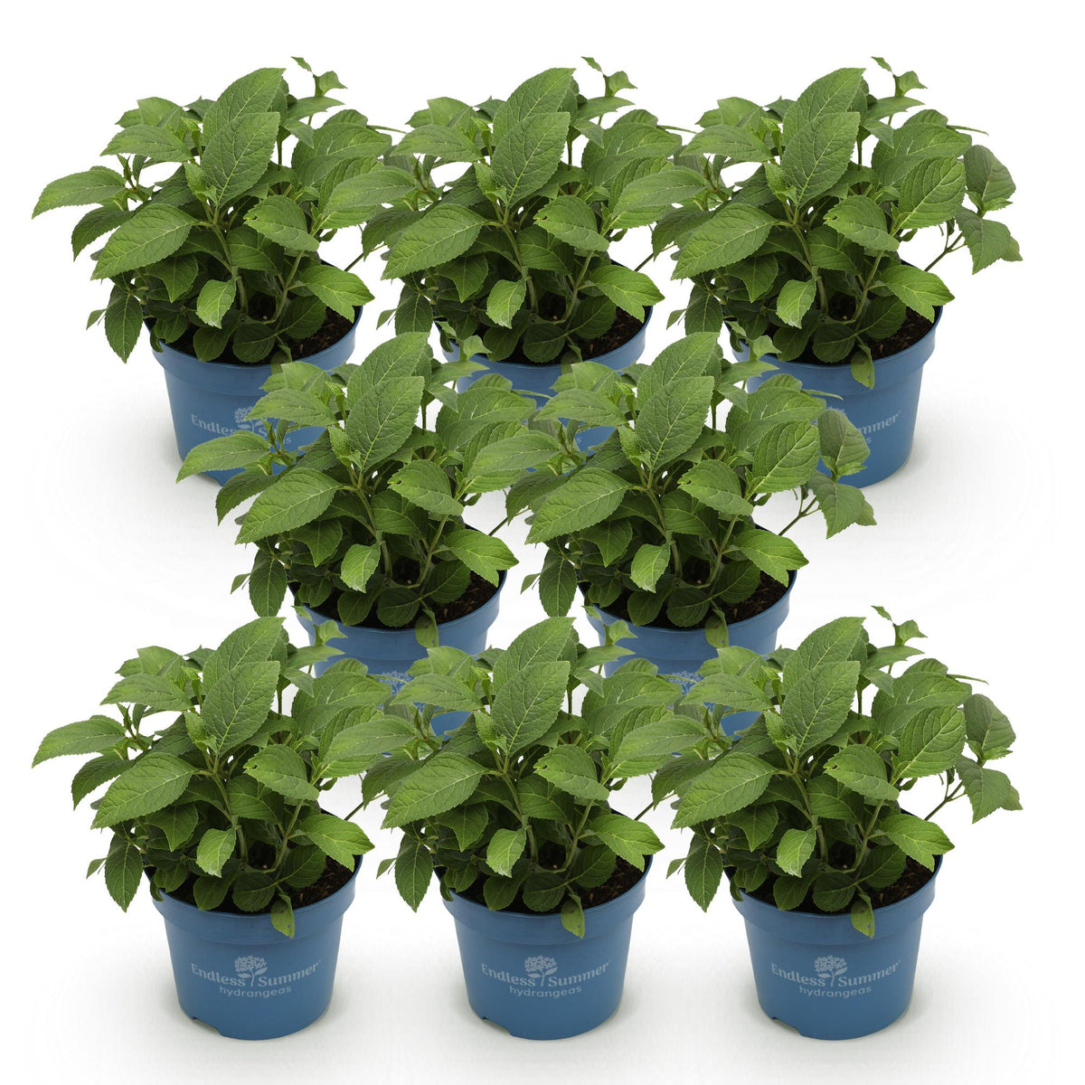 Hortensie Hydrangea Endless Summer Summer Love Purple 8er Set – frostbeständig lila – 14cm – Höhe 20-25cm – kompakt 90-120cm – lange Blüte für Beet, Hecke, Balkon & Terrasse 