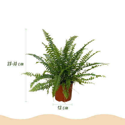 Green boutiQ - Zimmerpflanze - Nephrolepsis exaltata Green Lady - Farn - Haustierfreundliche Pflanze - Grün - 1 Pflanze - mit Potter Grau - Topf 12cm - Höhe 25cm 