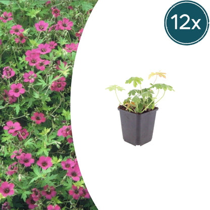 Geranium macrorrhizum Bevan's Variety Winterharte Bodendecker Staude Ø9cm 12 Stück
