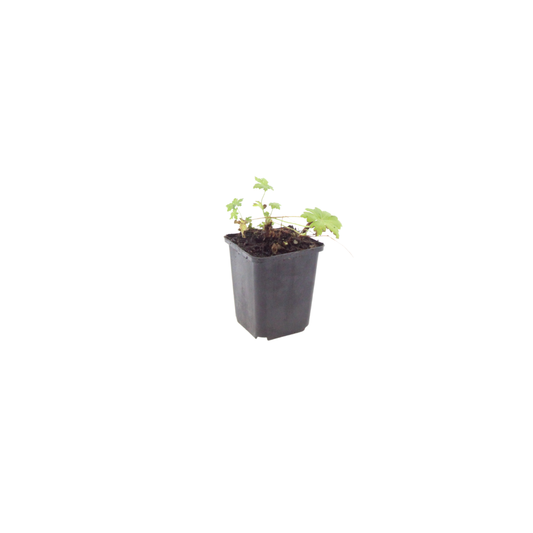 Geranium macrorrhizum White Ness Ø9cm 6 Stück