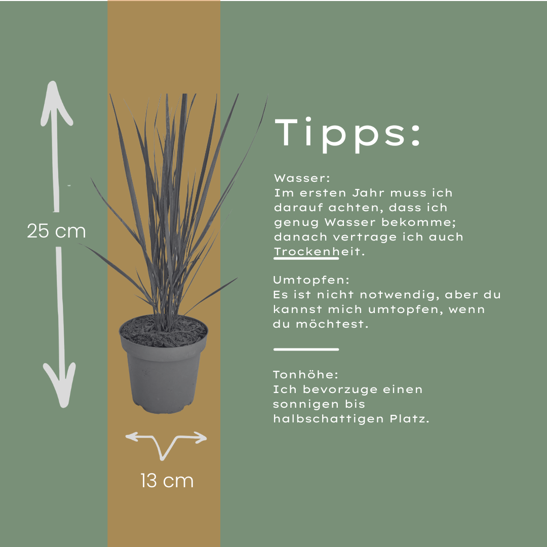 3x Rutenhirse Northwind Panicum virgatum Winterhartes aufrechtes Ziergras im 12cm Topf