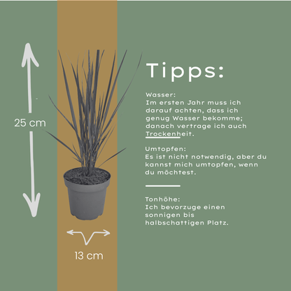 3x Rutenhirse Northwind Panicum virgatum Winterhartes aufrechtes Ziergras im 12cm Topf
