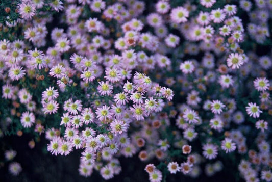 Wild-Aster Aster ageratoides 'Stardust' – ↕10-25cm – Ø9cm – 6 Pflanzen – Weißer Herbstblüher – Bienenfreundlich – Pflegeleicht 