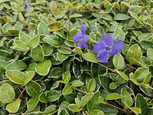 Kleinblättriges Immergrün Vinca minor 'Ralph Shugert' – ↕10-25cm – Ø9cm – 6 Pflanzen – Lavendelfarbene Blüten – Immergrün & pflegeleicht – Schattentauglicher Bodendecker 