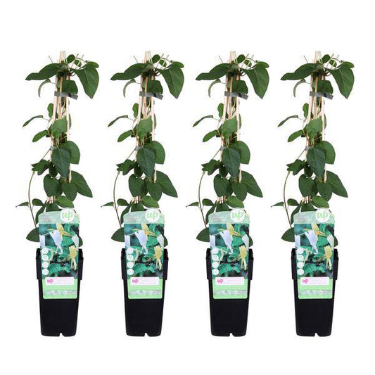 Gelbbunte Geißschlinge - Lonicera japonica 'Halliana' - ↨65cm - Ø15cm - 4 Stück 