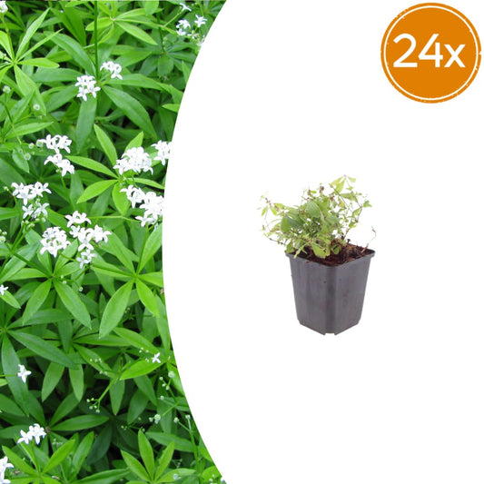 Galium odoratum Waldmeister Ø9cm 24 Stück