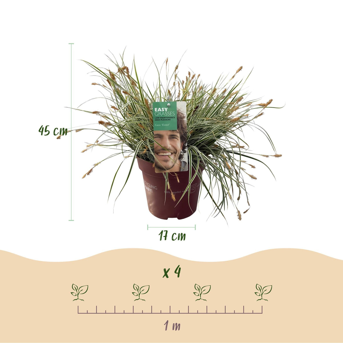 Grünweiße Segge Carex oshimensis Everest – 2 Pflanzen – Ø17cm – Immergrün, winterhart & pflegeleicht – Weiß-grüne Blätter – Höhe ca. 50cm – Vielseitig & langlebig 