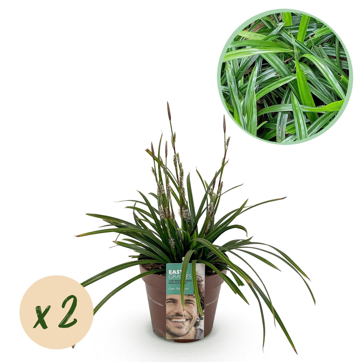 Grünblättrige Segge - Ziergras - Carex morrowii Irish Green - Grün & Gelb - 2 Pflanzen - Immergrün - Pflegeleicht - Topf 17cm Höhe 50cm 