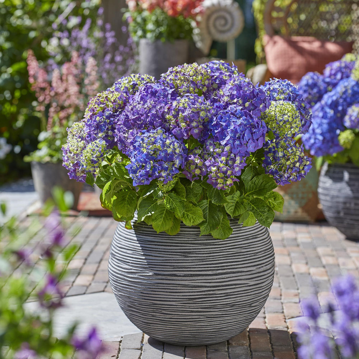 Green boutiQ - Gartenpflanze - Hydrangea Endless Summer Summer Love Purple - Hortensie - Frostbeständig - Lila - 2 Pflanzen - Topf 14 cm - Höhe 20-25 cm 