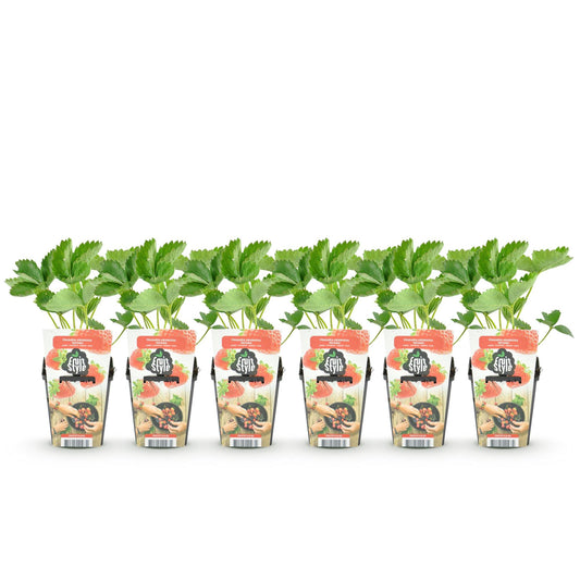 Erdbeere Fragaria Elvira winterhart 6 Pflanzen Höhe 30cm Ø9cm – Rote Erdbeere für Beet Balkon & Topf – Pflegeleichte Obstpflanze mit hohem Ertrag 