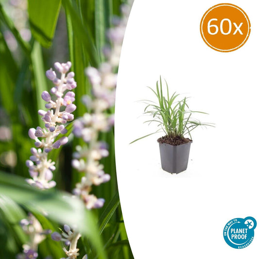 Glöckchentraube Liriope muscari 'Monroe White' – ↕10-25cm – Ø9cm – 60 Pflanzen – Immergrün & Winterhart – Bodendecker & Beete 