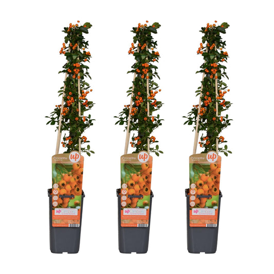 Feuerdorn Pyracantha 'Soleil d'Or' – 3 Pflanzen – Ø15cm – 65cm Höhe – Immergrüner, stacheliger Strauch – Vogelparadies und Sichtschutz 