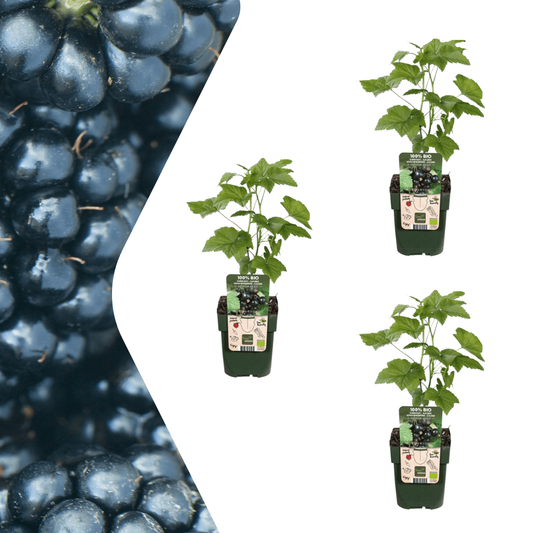 Bio Brombeere Rubus fruticosus – Biologische Brombeersträucher – Ø13cm – ↨20cm – 3 Pflanzen – Frostbeständig & Reichtragend – Für Garten, Terrasse & Balkon 