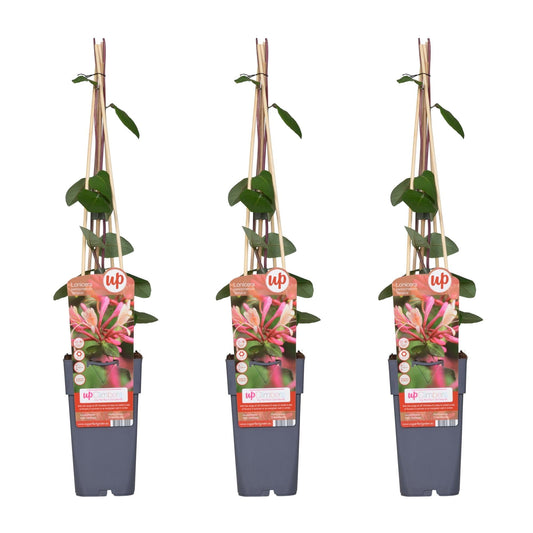 Waldgeißblatt - Lonicera periclymenum 'Belgica' - ↨65cm - Ø15cm - 3 Stück 