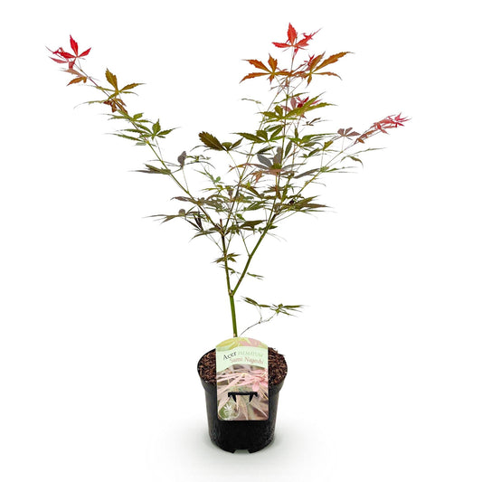 Japanischer Ahorn Acer palmatum 'Sumi-nagashi' – Roter Zierahorn – Balkon- & Terrassenpflanze – Ø19 cm Topf – Ca. 70 cm hoch – Eleganter Fächerahorn mit glänzend dunkelrotem Laub 